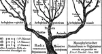 Phylogenetic Vignettes: Tree Rearrangements