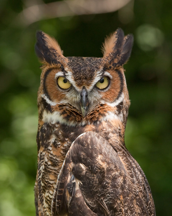 Great Horned Owl genome